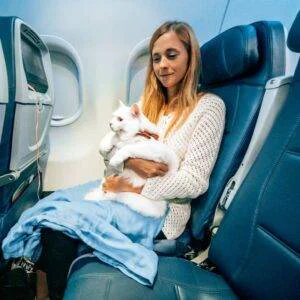 Veterinário 24H Campinas | Bem Mais Pet 3 Atestado Para Viagens Clínica Veterinária 24 Horas Em Campinas Bem Mais Pet