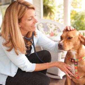 Veterinário 24H Campinas | Bem Mais Pet 2 Domicilio Clínica Veterinária 24 Horas Em Campinas Bem Mais Pet