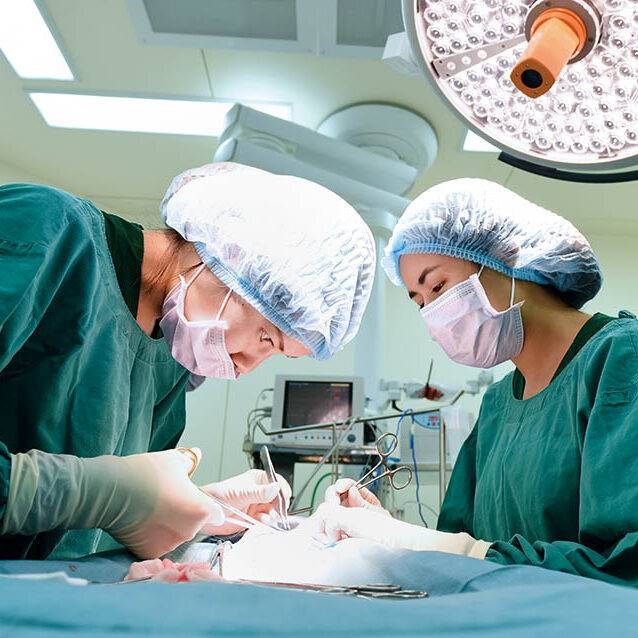 Veterinário 24H Campinas | Bem Mais Pet 5 Cirurgias Em Geral Clínica Veterinária 24 Horas Em Campinas Bem Mais Pet