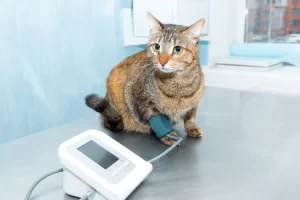 Veterinário 24H Campinas | Bem Mais Pet 27 Gato Com Aparelho De Pressão Clínica Veterinária 24 Horas Em Campinas Bem Mais Pet