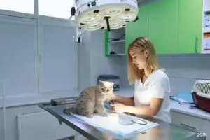 Veterinário 24H Campinas | Bem Mais Pet 28 Gato Com Foco E Veterinário Clínica Veterinária 24 Horas Em Campinas Bem Mais Pet