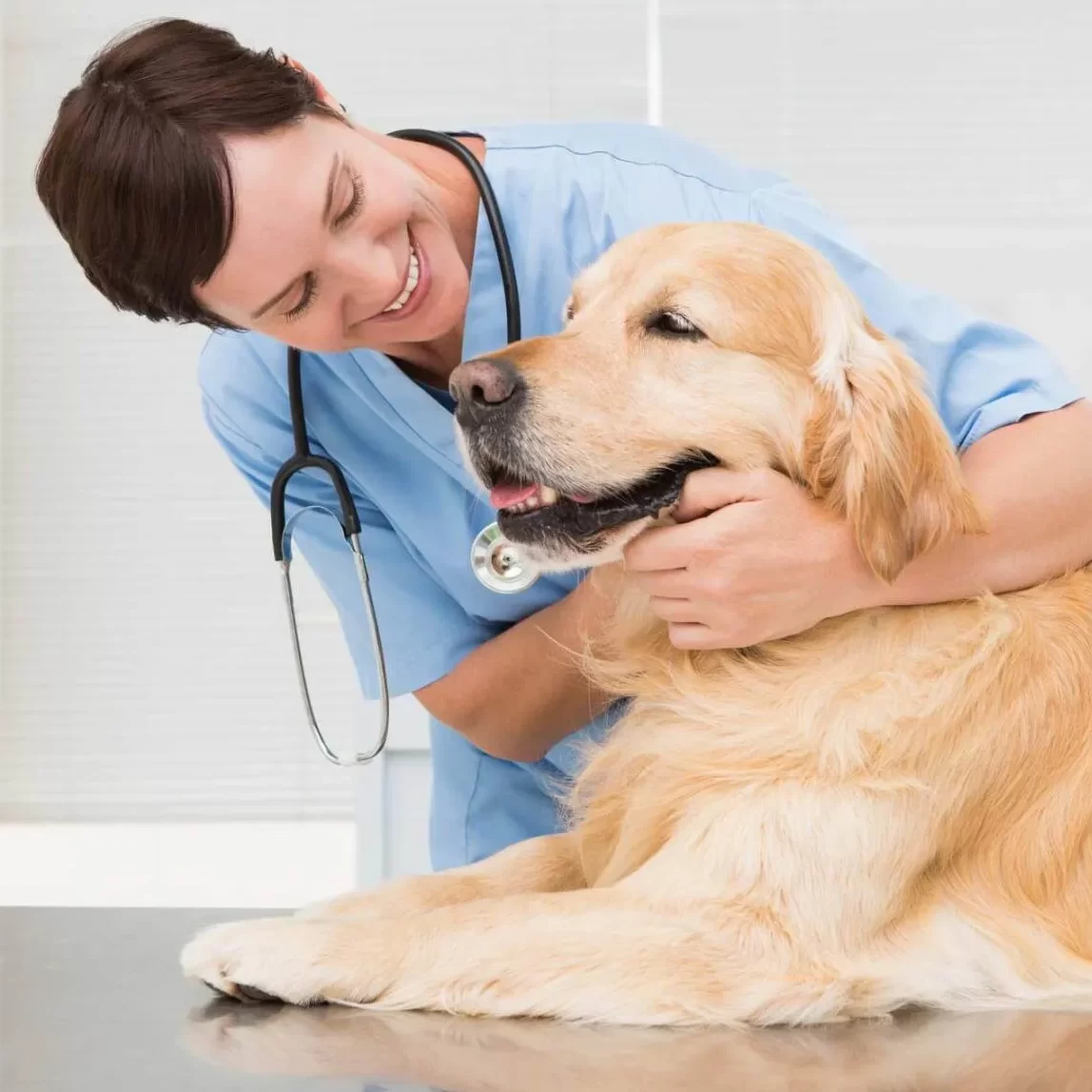 Veterinário 24 Horas Em Campinas Bem Mais Pet E Domicílio