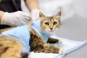 Veterinário 24H Campinas | Bem Mais Pet 23 Castração Clínica Veterinária 24 Horas Em Campinas Bem Mais Pet