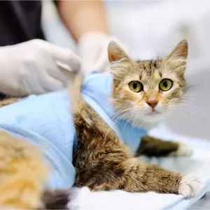 Veterinário 24H Campinas | Bem Mais Pet 4 Castração Clínica Veterinária 24 Horas Em Campinas Bem Mais Pet