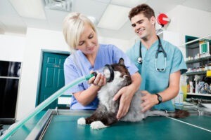 Veterinário 24H Campinas | Bem Mais Pet 25 Emergencia E Urgência Clínica Veterinária 24 Horas Em Campinas Bem Mais Pet