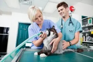 Veterinário 24H Campinas | Bem Mais Pet 25 Emergencia E Urgência Clínica Veterinária 24 Horas Em Campinas Bem Mais Pet