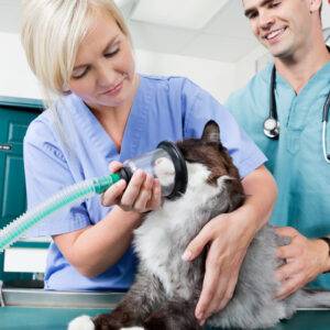 Veterinário 24H Campinas | Bem Mais Pet 7 Emergencia E Urgência Clínica Veterinária 24 Horas Em Campinas Bem Mais Pet