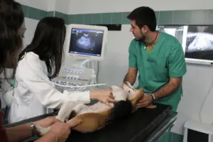 Veterinário 24H Campinas | Bem Mais Pet 26 Exame De Imagem Clínica Veterinária 24 Horas Em Campinas Bem Mais Pet