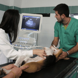 Veterinário 24H Campinas | Bem Mais Pet 9 Exame De Imagem Clínica Veterinária 24 Horas Em Campinas Bem Mais Pet