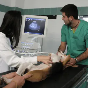Veterinário 24H Campinas | Bem Mais Pet 9 Exame De Imagem Clínica Veterinária 24 Horas Em Campinas Bem Mais Pet