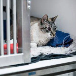 Veterinário 24H Campinas | Bem Mais Pet 12 Internação Completa Clínica Veterinária 24 Horas Em Campinas Bem Mais Pet