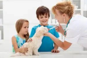 Veterinário 24H Campinas | Bem Mais Pet 31 Vacinas Clínica Veterinária 24 Horas Em Campinas Bem Mais Pet