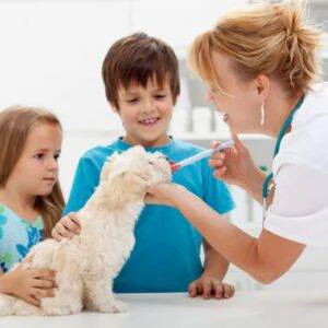 Veterinário 24H Campinas | Bem Mais Pet 8 Vacinas Clínica Veterinária 24 Horas Em Campinas Bem Mais Pet