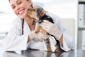 Veterinário 24H Campinas | Bem Mais Pet 30 Veterinário Com Carinho Clínica Veterinária 24 Horas Em Campinas Bem Mais Pet