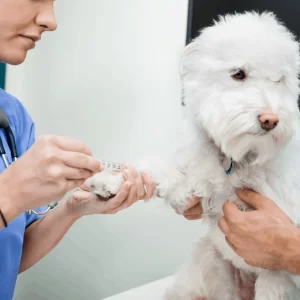 Veterinário 24H Campinas | Bem Mais Pet 11 Veterinário Campinas Bem Mais Pet