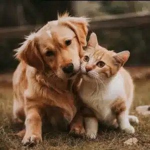 Castração de cães e gatos: tudo o que você precisa saber