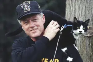 Comemore o Dia Mundial do Gato com carinho e cuidado!
