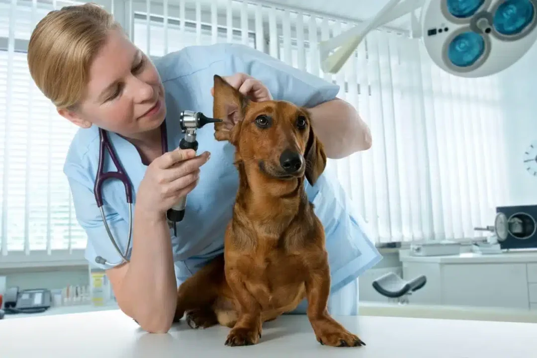 veterinario bem mais per campinas exame