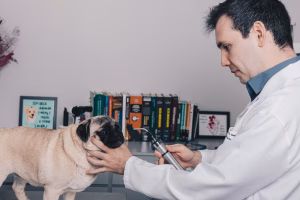 Úlcera De Córnea Em Cães E Gatos: Entenda Esse Problema Comum Nos Pets! 2