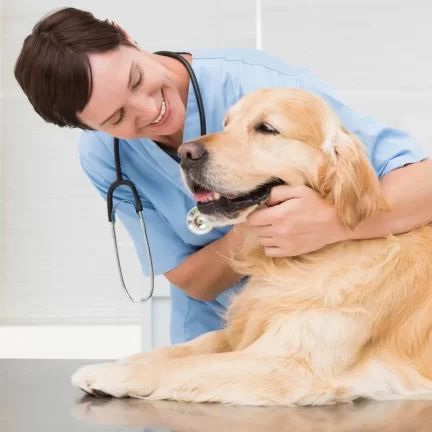 Veterinário Bem+Pet Veterinário 24 Horas Em Campinas Bem Mais Pet E Domicílio